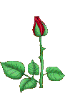 rosered2.gif